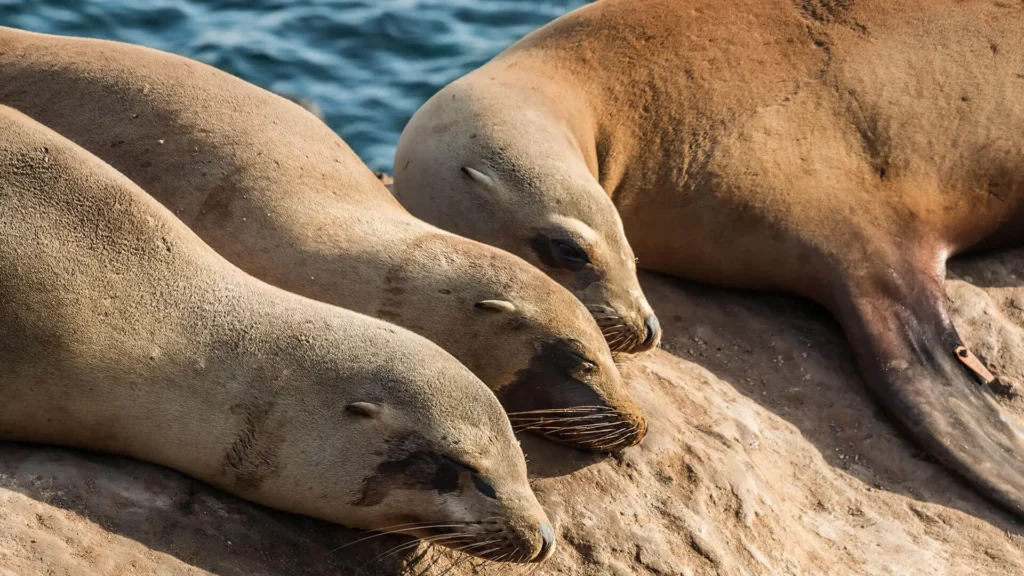 three sea lions lying on a rock